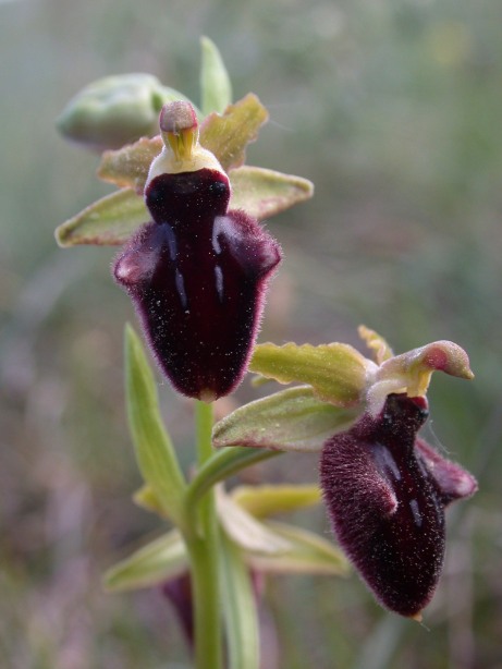 Ophrys promontorii